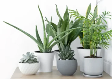 Planting Serenity at Home: Experts Identify 8 House Plants That Can Reduce Stress and Boost Relaxation